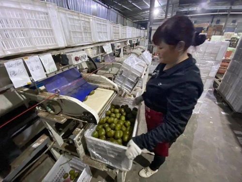 當(dāng)客服指尖舞動(dòng)千次咨詢，蒲江獼猴桃乘天貓雙11東風(fēng)破浪